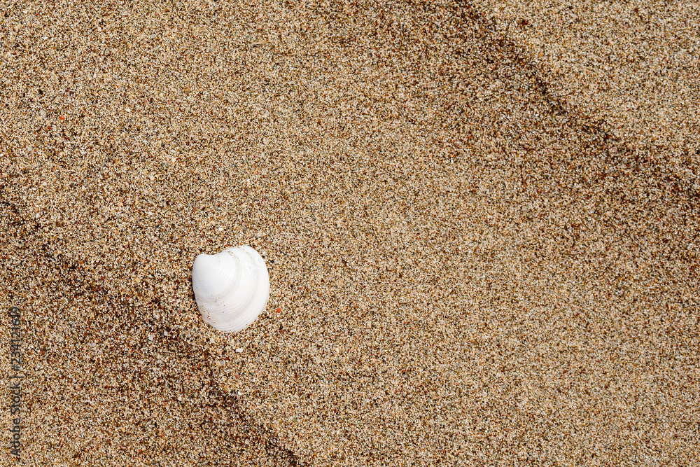 Abstract background of a sandy beach with white seashell, concept of rest, travel Abstract background of a sandy beach with white seashell, concept of rest, travel