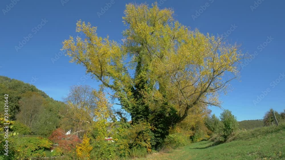 Beautiful tree, aspen trembles in the wind Beautiful tree, aspen trembles in the wind