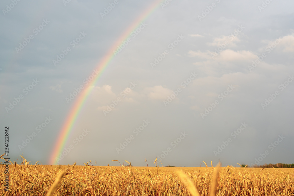 Landscape with a rainbow after the rain and the wheat field with Golden ears Landscape with a rainbow after the rain and the wheat field with Golden ears