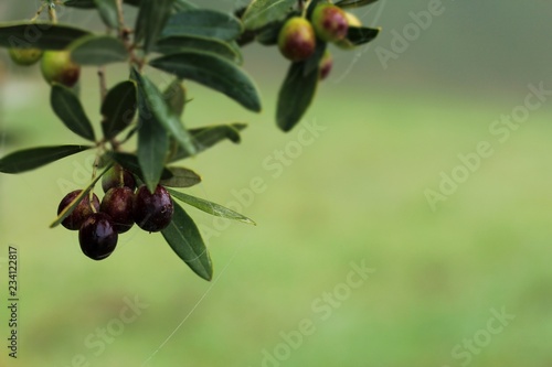 Racimo de olivo negro