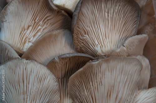 oyster mushrooms reverse side