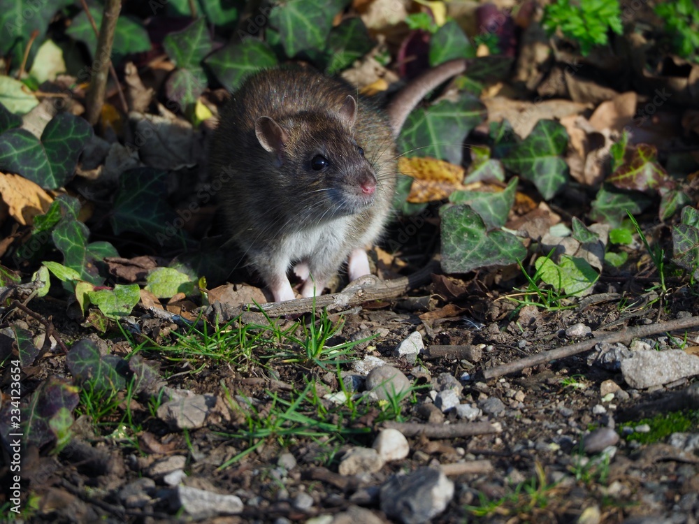 Rat Rat