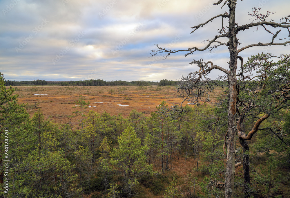 Swamp Swamp