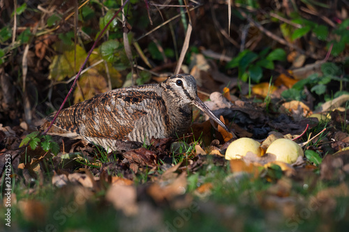 Photos Waldschnepfe auf Nahrungssuche