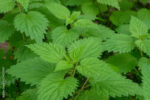 Stinging nettle (Urtica dioica) green leaves