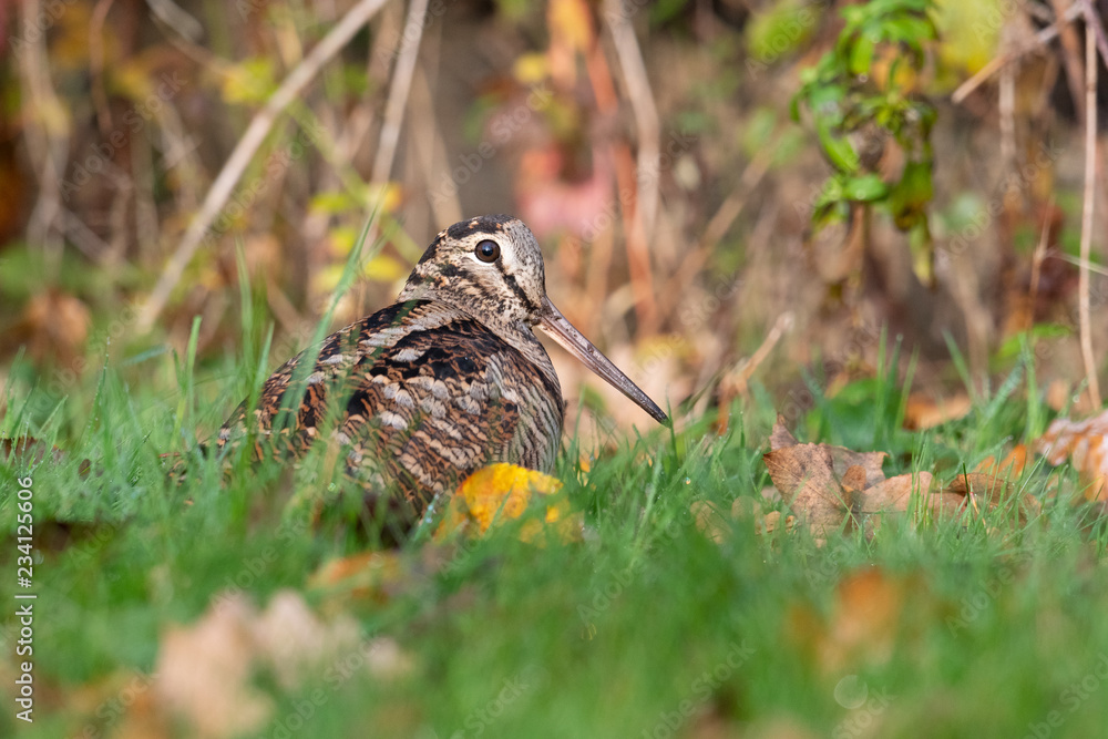 Fototapeta premium Waldschnepfe auf Nahrungssuche
