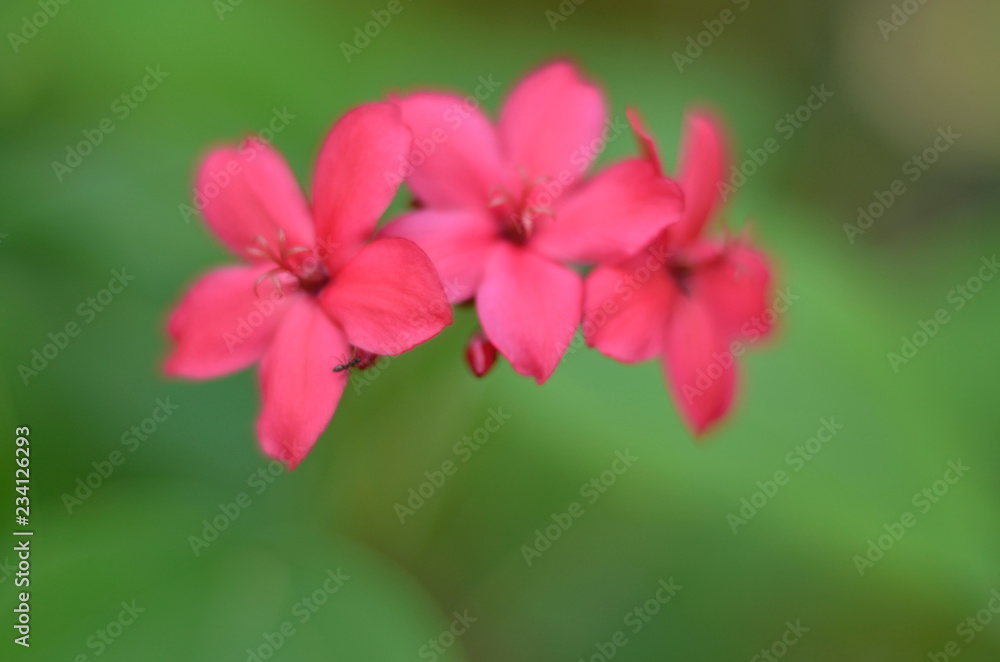pink flower pink flower