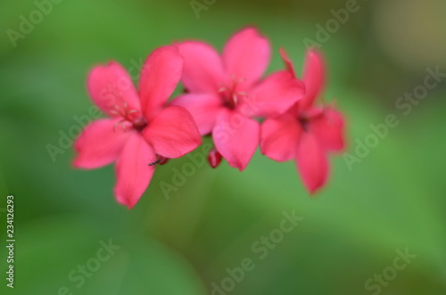 pink flower © pranil tari
