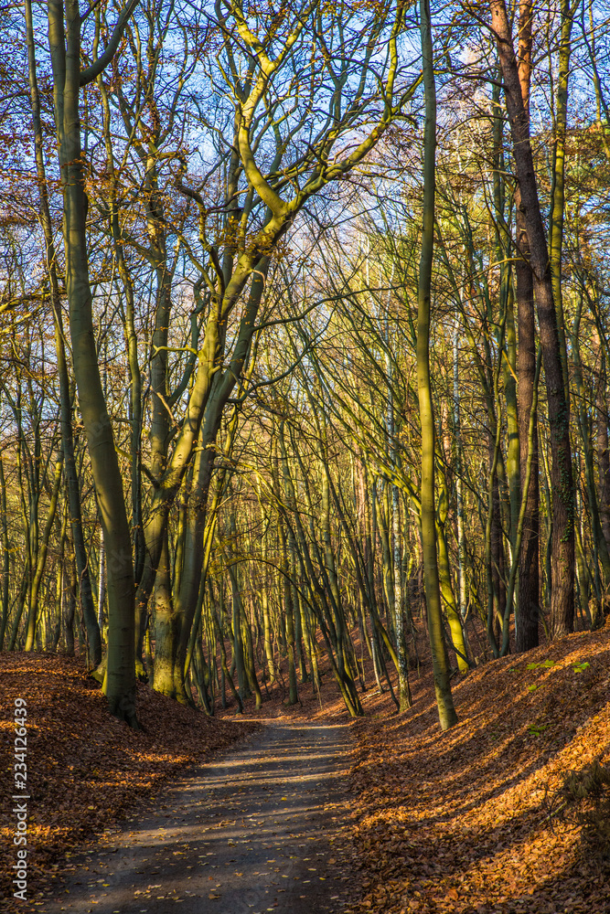 Fototapeta premium Herbstwald