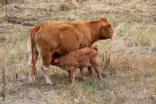 Vache et son petit © Ph. VAN DER HOEVEN