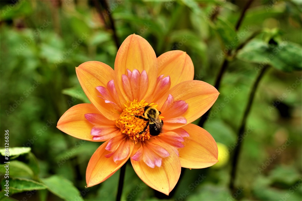 Orange and pink dahlia with Bumblebee Orange and pink dahlia with Bumblebee