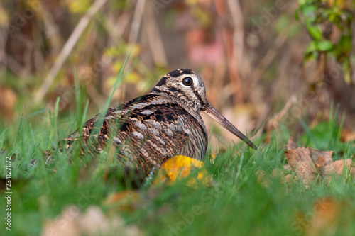 Waldschnepfe auf Nahrungssuche