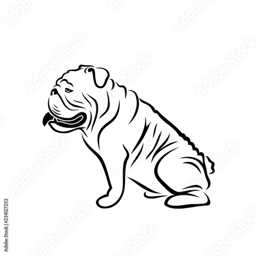 English bulldog