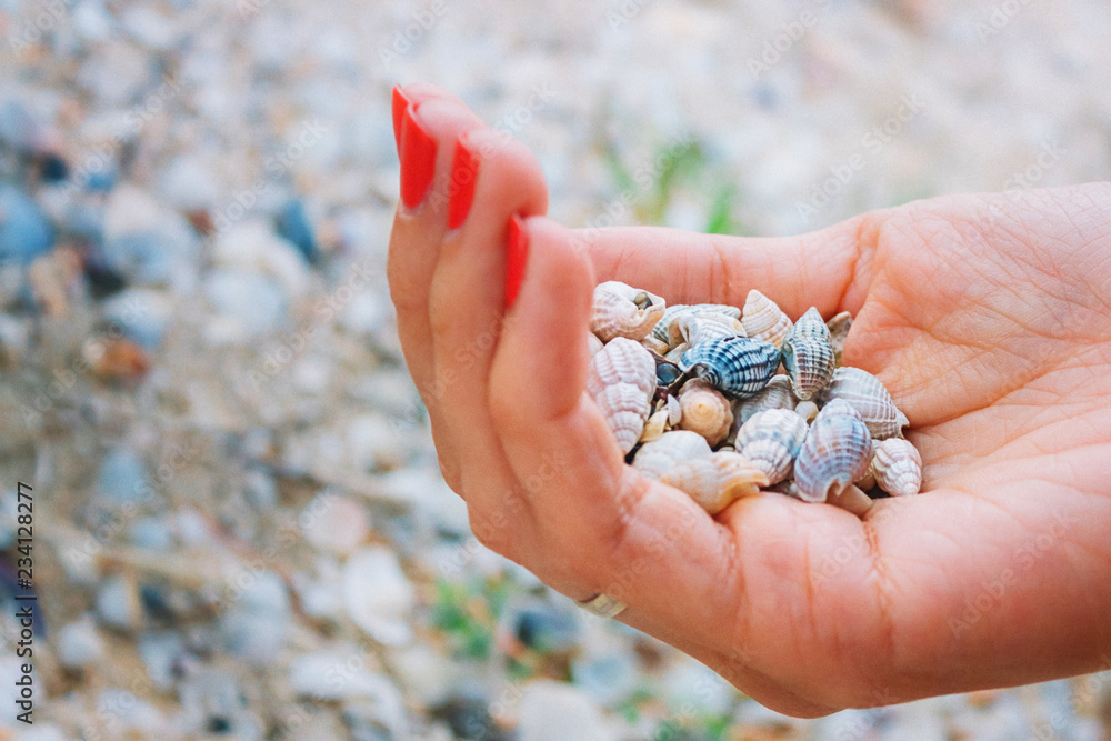 Shells in the female hand Shells in the female hand