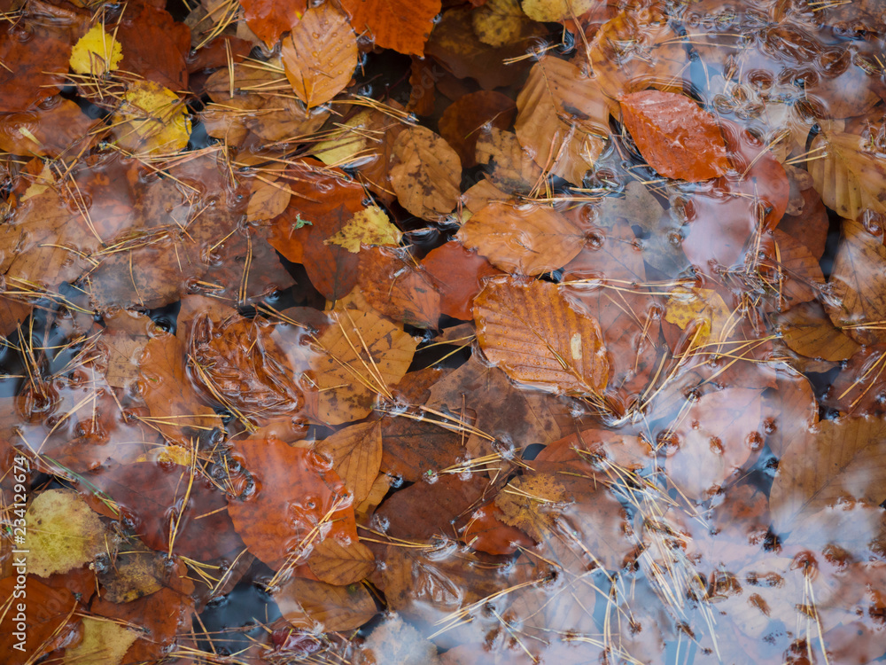 colorful autumn fallen wet beech and birch leaves and pine needles on water puddle, seasonal nature background