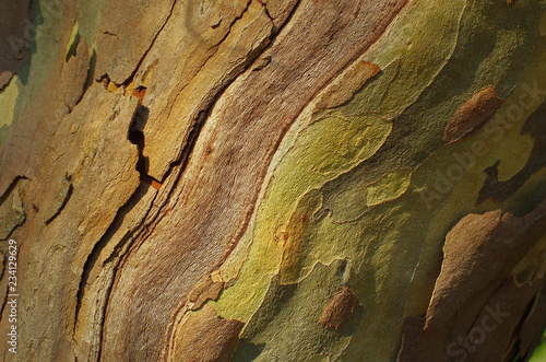 Sycamore bark textured background. Colorful saturated bark.