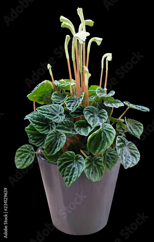 Fototapeta Naklejka Na Ścianę i Meble -  Peperomia caperata Lillian houseplant isolated on a black background with clipping path.