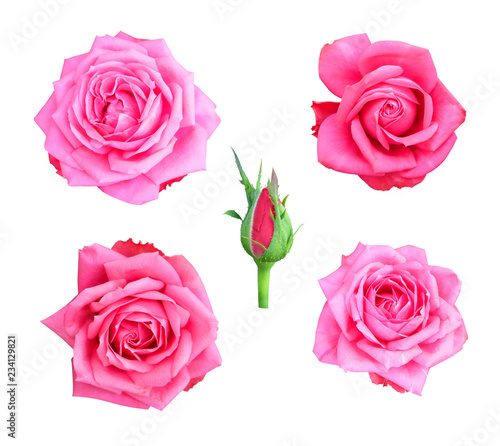 Set of pink roses on white background  isolated with clipping path.