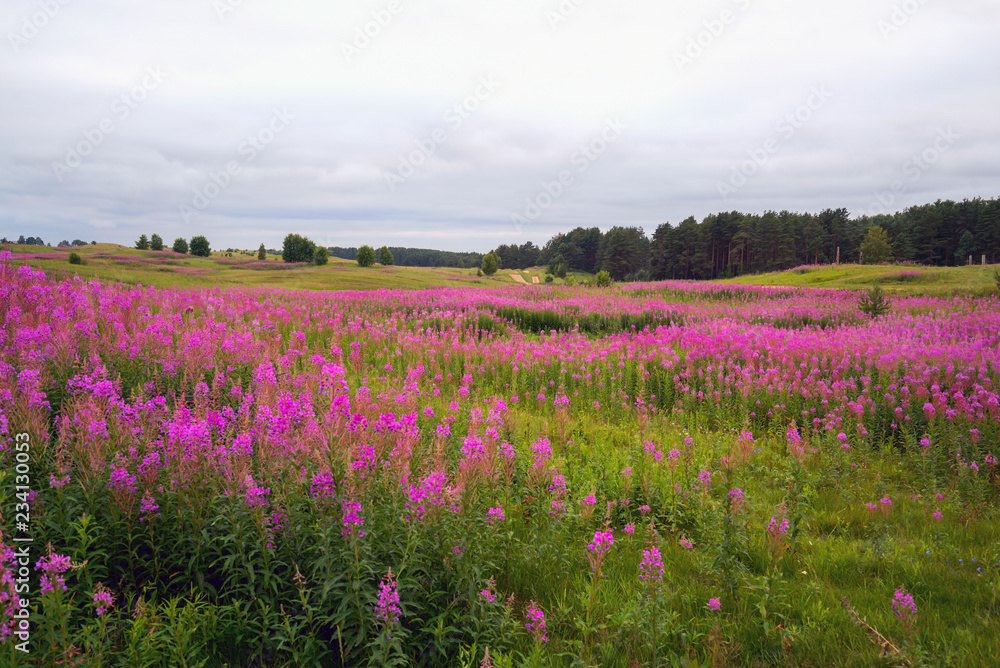 Flowered willowherb Ivan tea . Koltush heights - natural landscape, Vsevolozhsky district, Leningrad region. Flowered willowherb Ivan tea . Koltush heights - natural landscape, Vsevolozhsky district, Leningrad region.