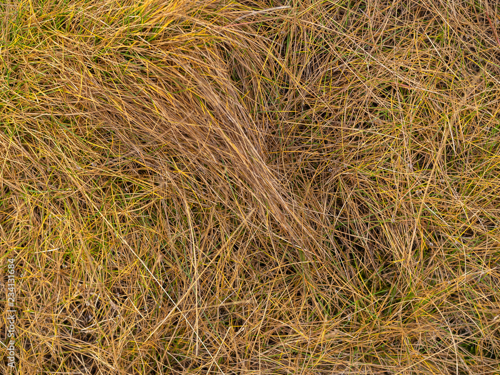 Real dry grass texture Real dry grass texture