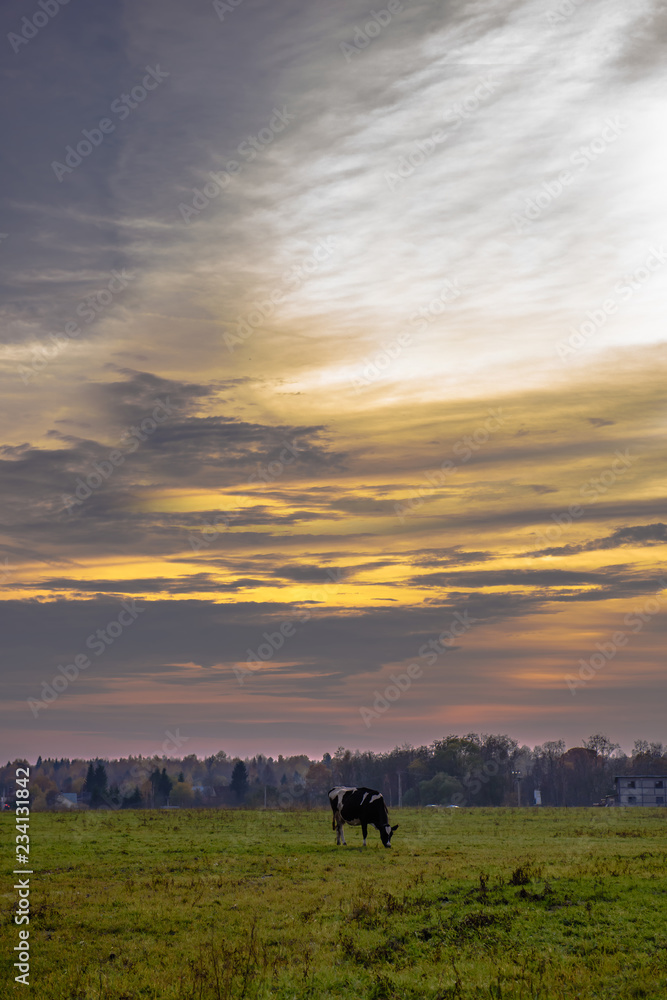Rural landscape-grazing cow in a meadow at sunset. Soothing idyllic rustic scene. 