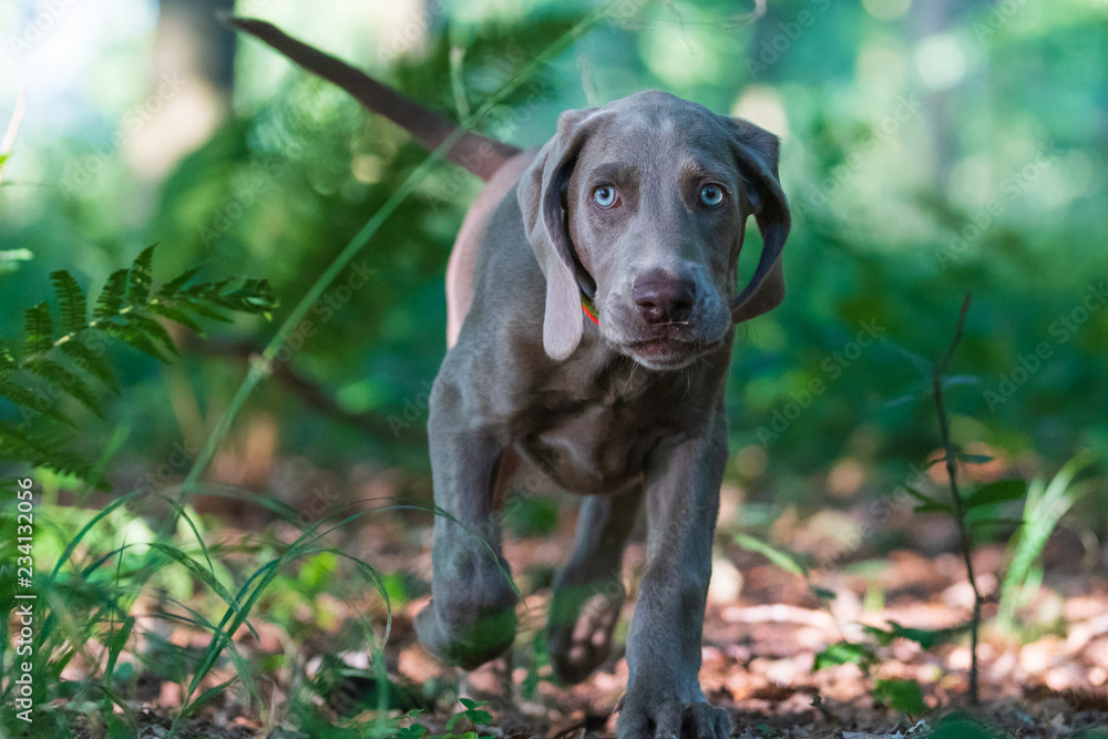 Weimaraner im Revier, 3 Monate alter Welpe und großer Bruder bei Freizeit und AUsbildung