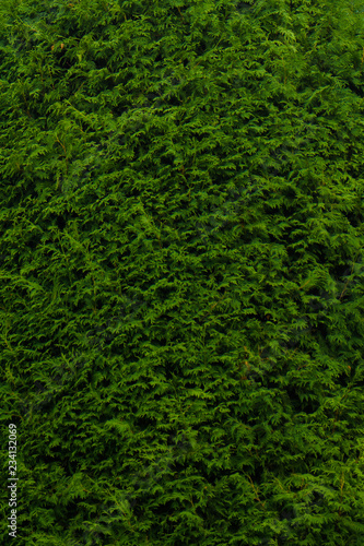 A background of green foliage. Texture of thick green vegetation.