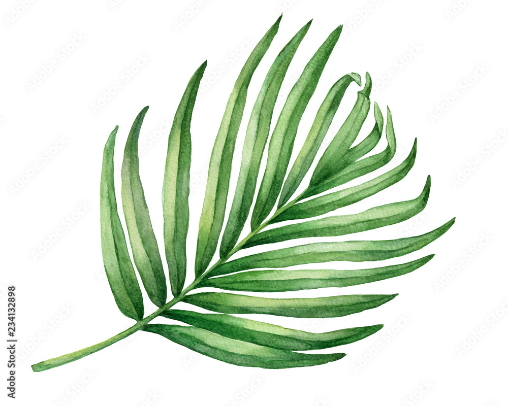 Naklejka premium Tropical green palm leaf. Watercolor hand drawn painting illustration isolated on a white background.