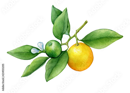 Fresh citrus fruit round cumquat (also called Marumi or Morgani kumquat) on a branch with orange fruits and green leaves. Watercolor hand drawn painting illustration isolated on a white background.