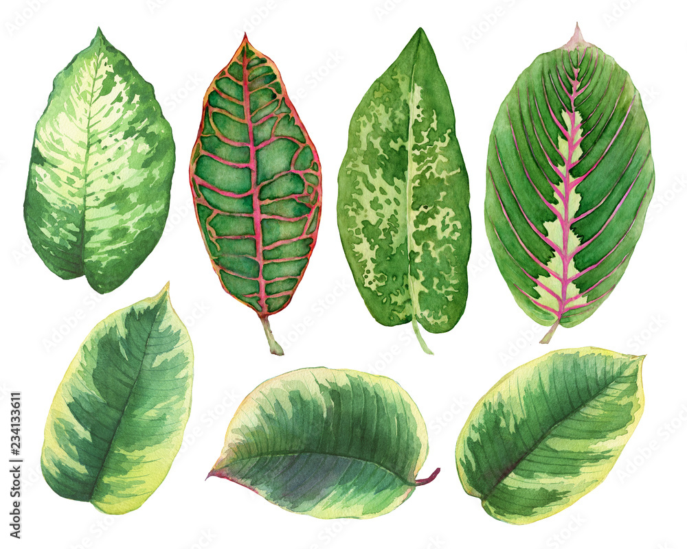 Set green leaves of tropical plants- Ficus, Croton variegatum, Maranta, Dieffenbachia. Watercolor hand drawn painting illustration, isolated on a white background. - obrazy, fototapety, plakaty 