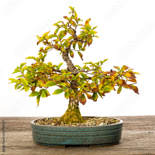 Ulme Korkrindenulme als Bonsai Baum im Herbst photo