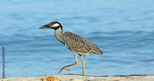 Yellow crowned night heron