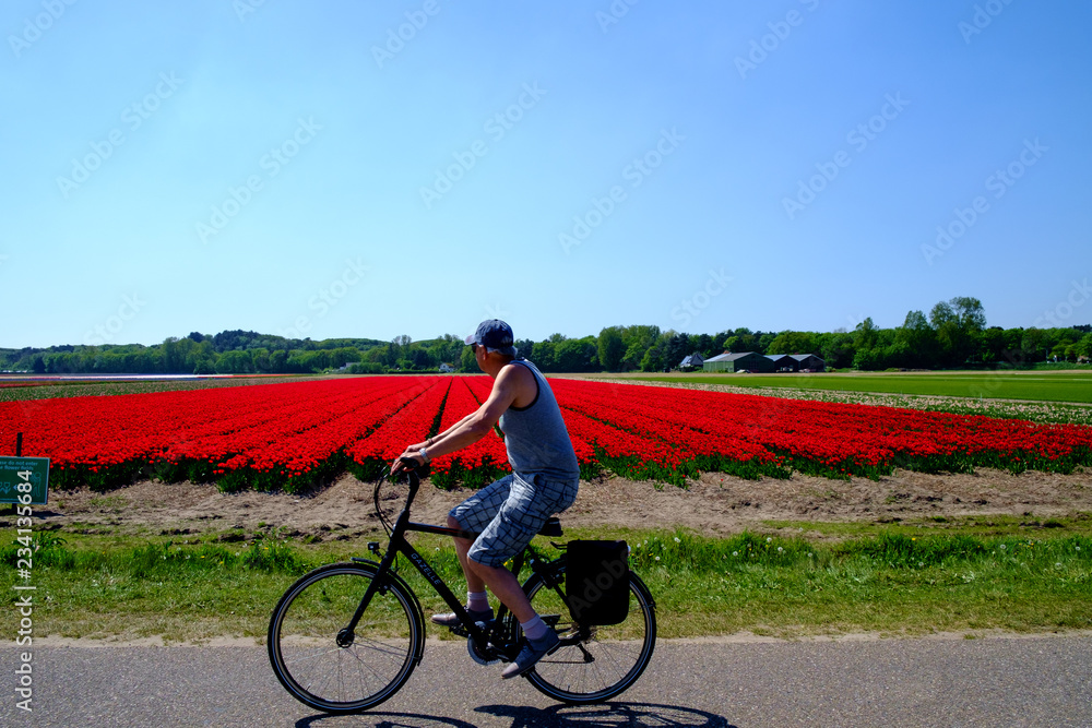 Obraz premium Tulpen