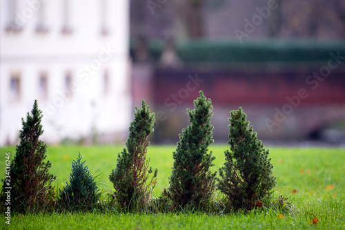 garden with small pine trees in front of a villa house