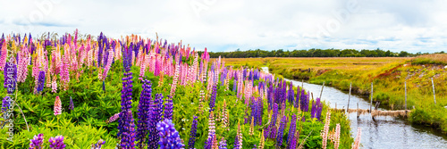 View of the blossoming lupines along the river bank in the national park Torres del Paine, Patagonia, Chile.