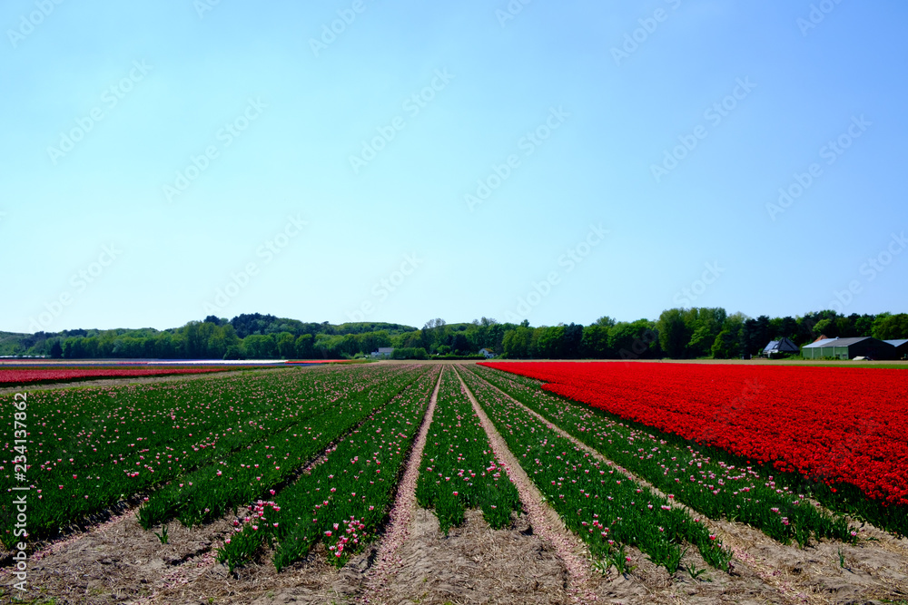Obraz premium Tulpen
