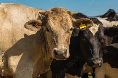 Cattle at close