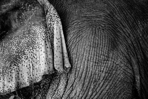 Elephant ear detail black and white