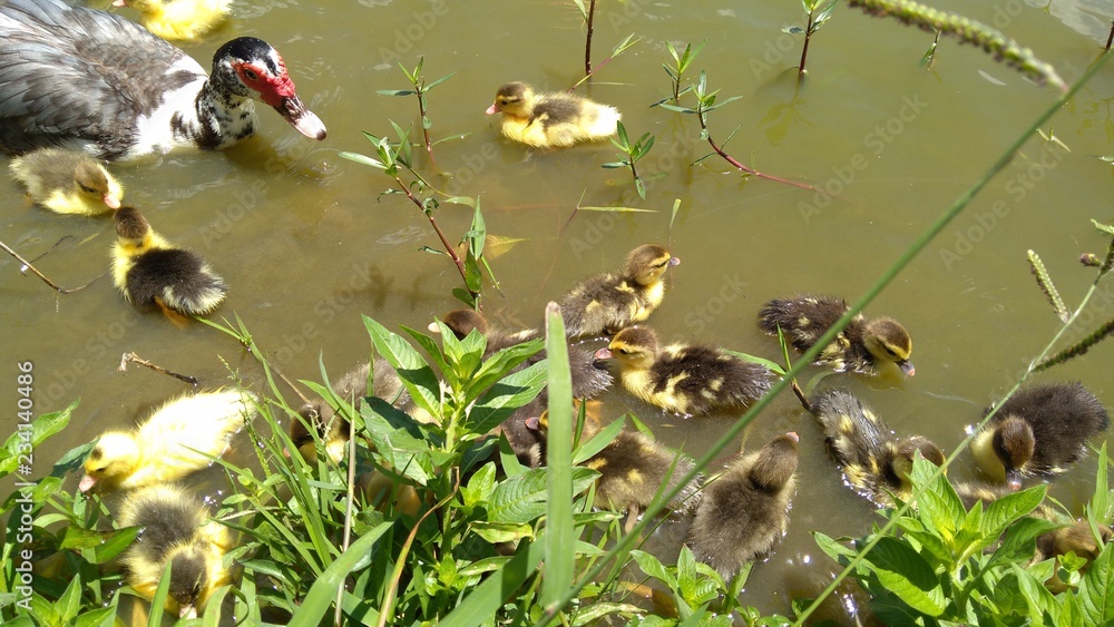 Naklejka premium Muscovy duck with ducklings swimming