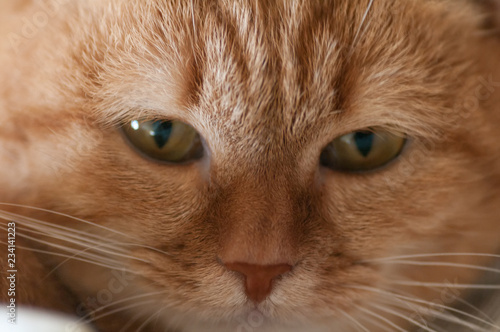 red cat portrait close-up