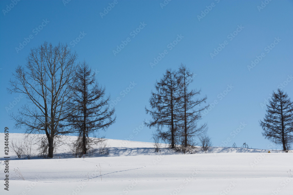 青空と冬木立