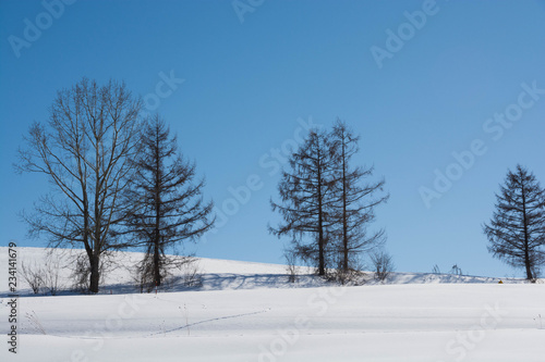 青空と冬木立 © kinpouge
