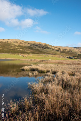Mountain lake with reeds vertical landscape