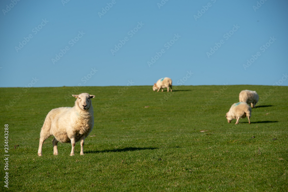 sheep facing front in field