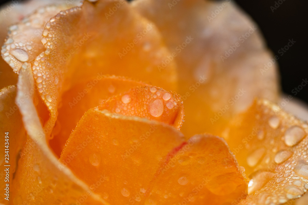 orange roses on a black background with dew drops orange roses on a black background with dew drops