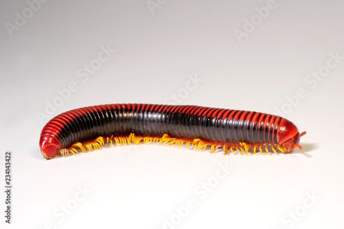 Knallroter Madagaskarschnurfüßer (Aphistogoniulus corallipes) - Millipede from Madagascar photo