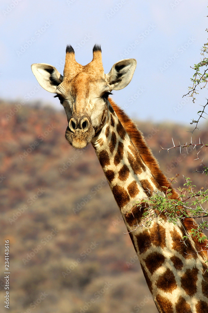 Obraz premium Giraffe (giraffe head) - Namibia