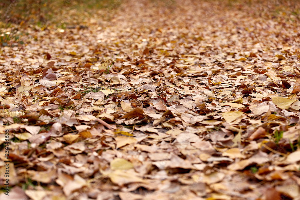 Texture of fallen autumn leaves on the ground. Texture of fallen autumn leaves on the ground.