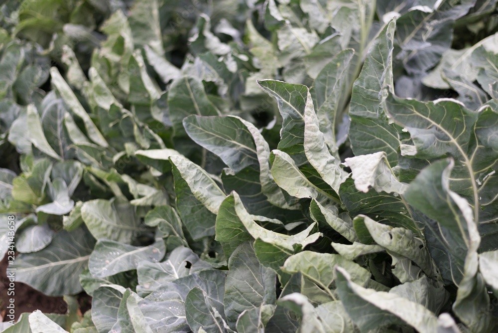 cabbage leaves isolated