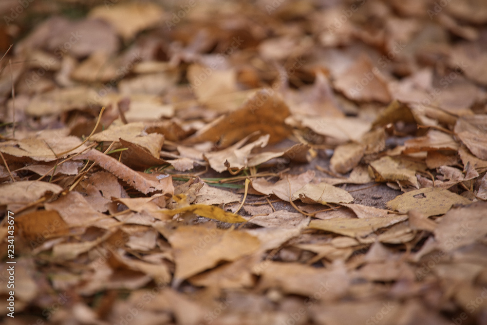 Texture of fallen autumn leaves on the ground.
